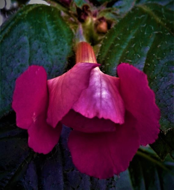  - Achimenes Nou 11 08 2018