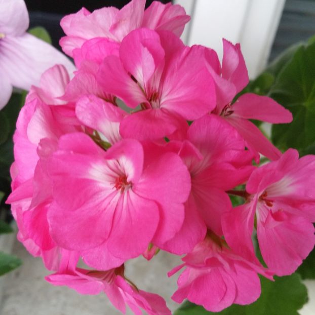  - Muscate 2013 2022