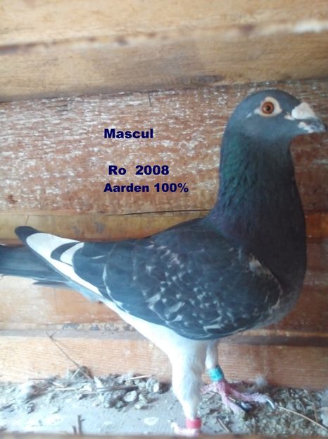 Mascul RO 2008 - 1-Porumbeii Mei 2018