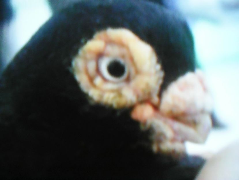 JUCĂTOR  DE  CHIŞINĂU - CONTACT