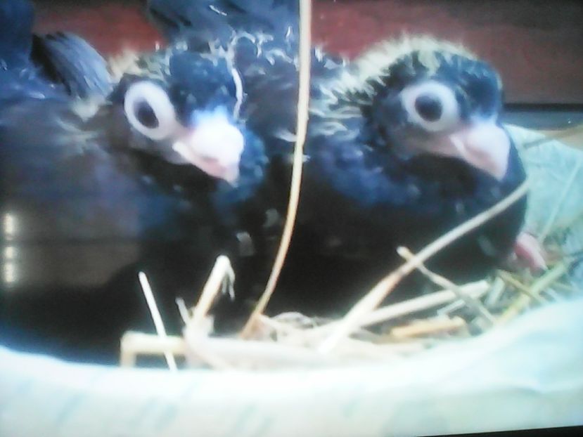 JUCĂTORI DE CHIŞINĂU pui negri - CONTACT