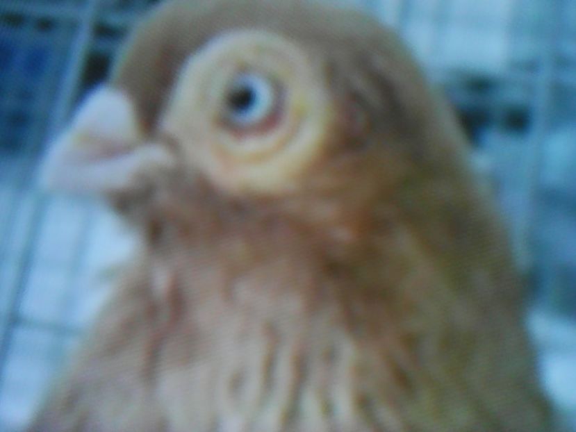 JUCĂTORI  PANĂ SIMPLĂ  Constauţa - CONTACT