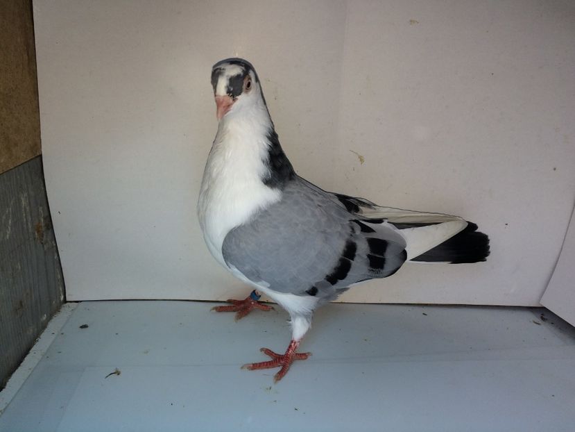 7065  mascul  2018_1 - tineret 2018