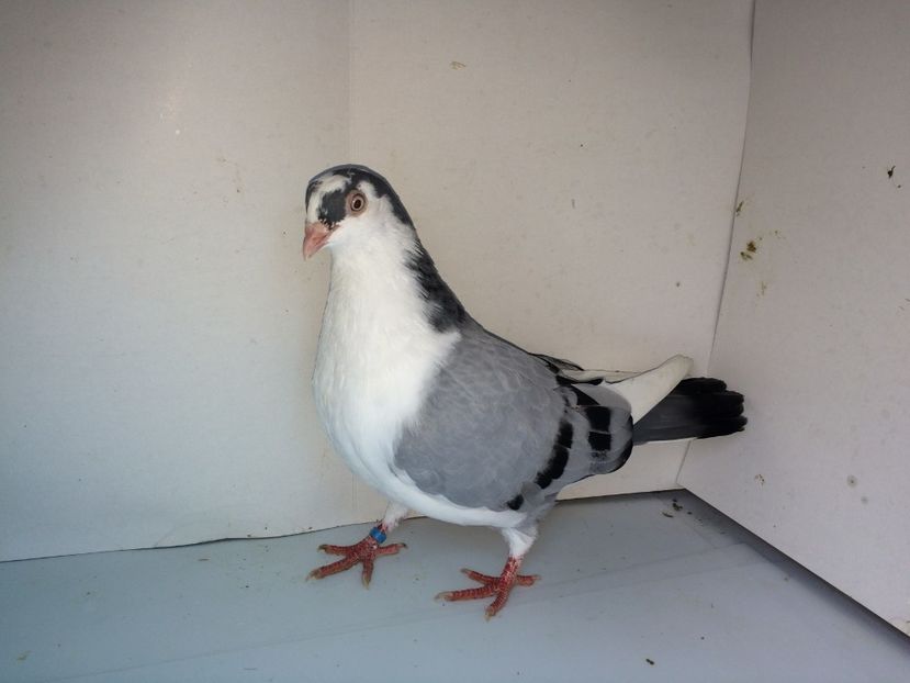 7065  mascul  2018_3 - tineret 2018