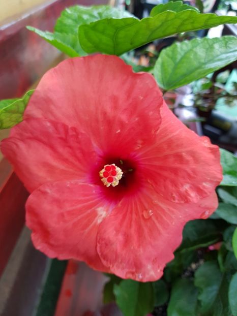 Adonicus orange - 1-2 HIBISCUS
