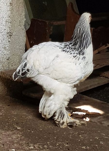 received_964815523699132-1 - Pui 2018