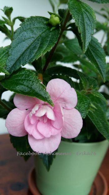 2018 - Double Pink Rose