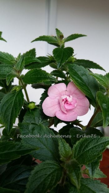  - Double Pink Rose