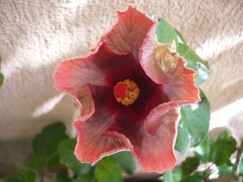 01.07.2018 - HIBISCUSI 2018-2