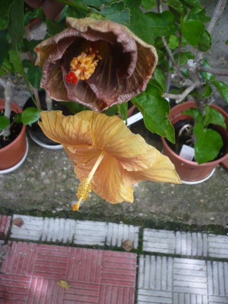 P1380427 - HIBISCUSI 2018-2