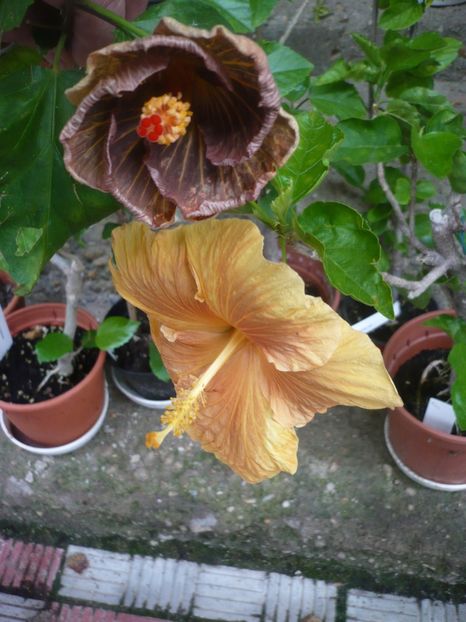 P1380428 - HIBISCUSI 2018-2