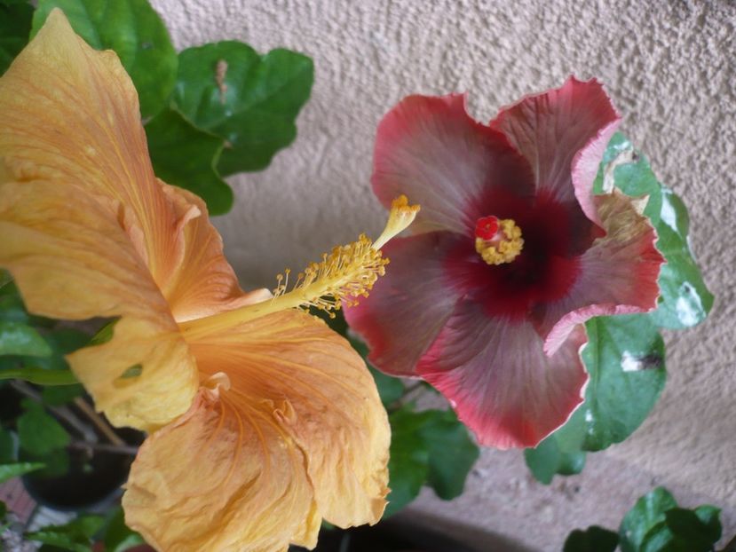 P1380429 - HIBISCUSI 2018-2