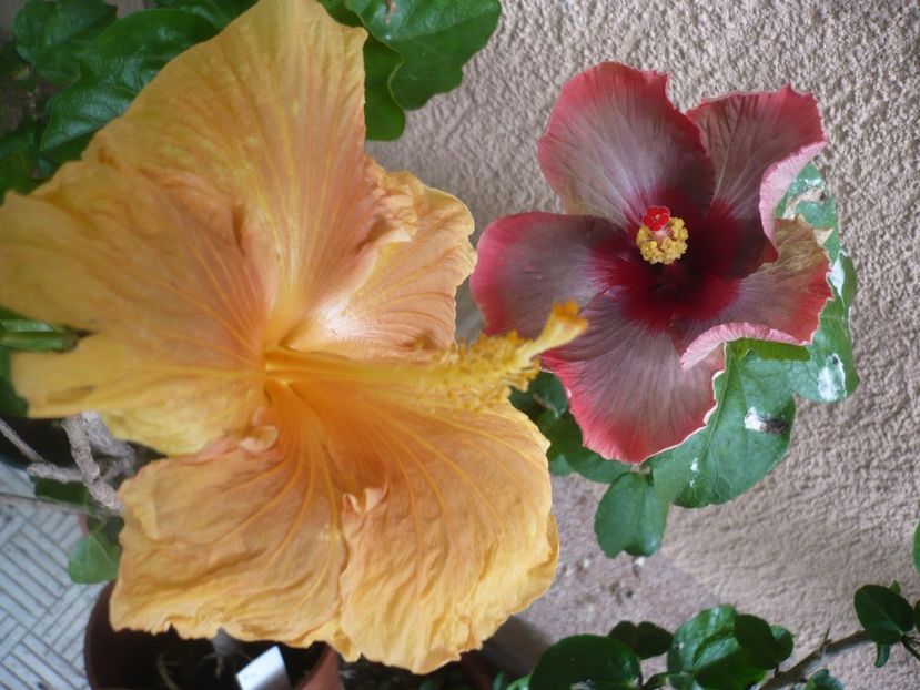 P1380431 - HIBISCUSI 2018-2