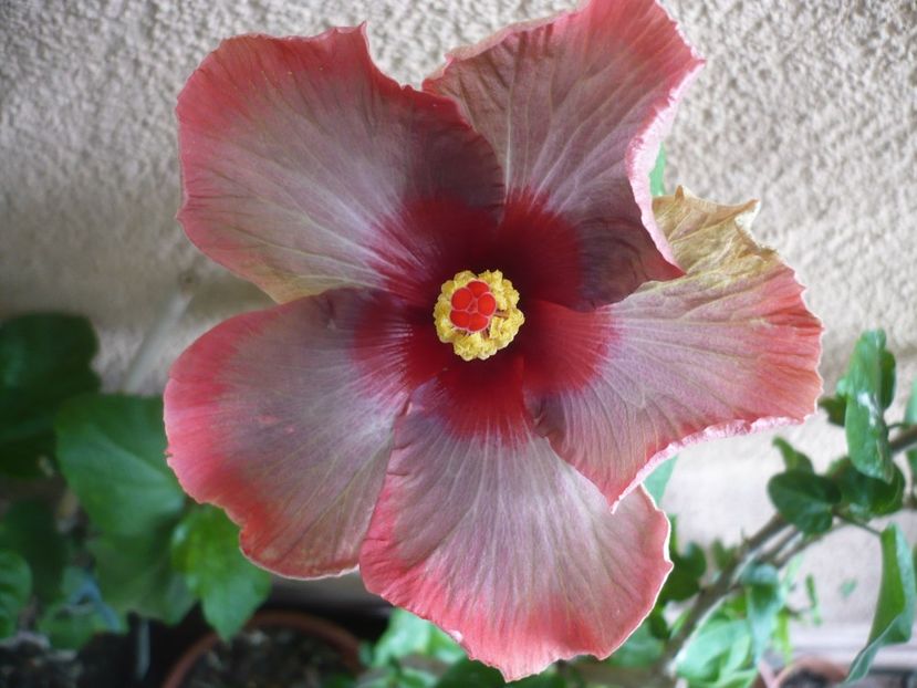 P1380434 - HIBISCUSI 2018-2