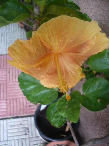 P1380435 - HIBISCUSI 2018-2