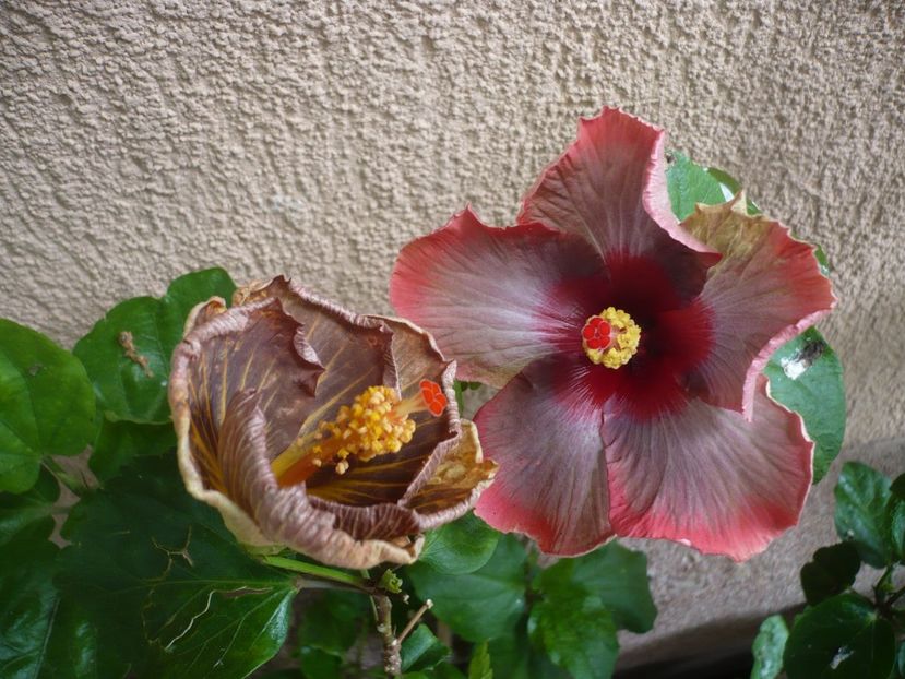 P1380436 - HIBISCUSI 2018-2