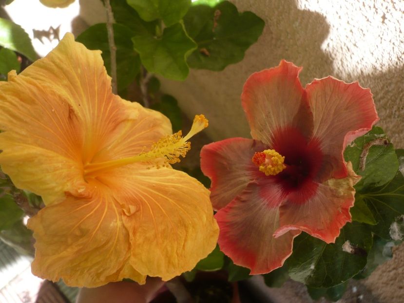 P1380438 - HIBISCUSI 2018-2