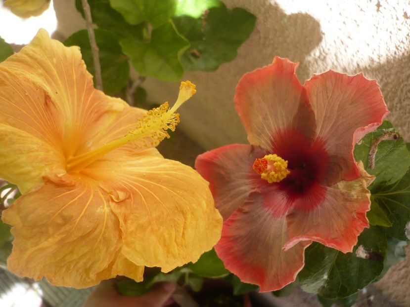 P1380439 - HIBISCUSI 2018-2