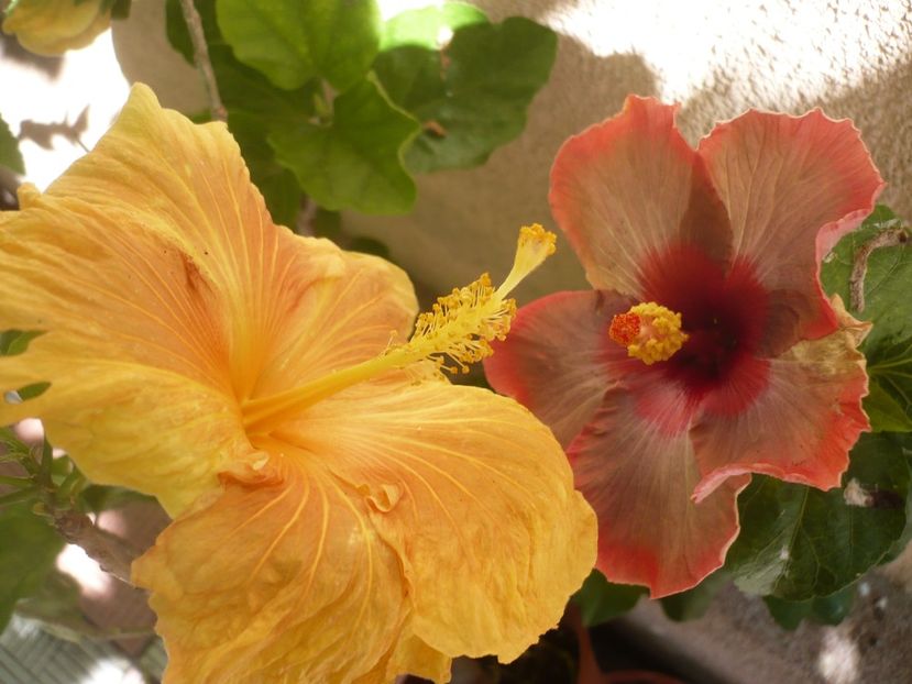 P1380440 - HIBISCUSI 2018-2