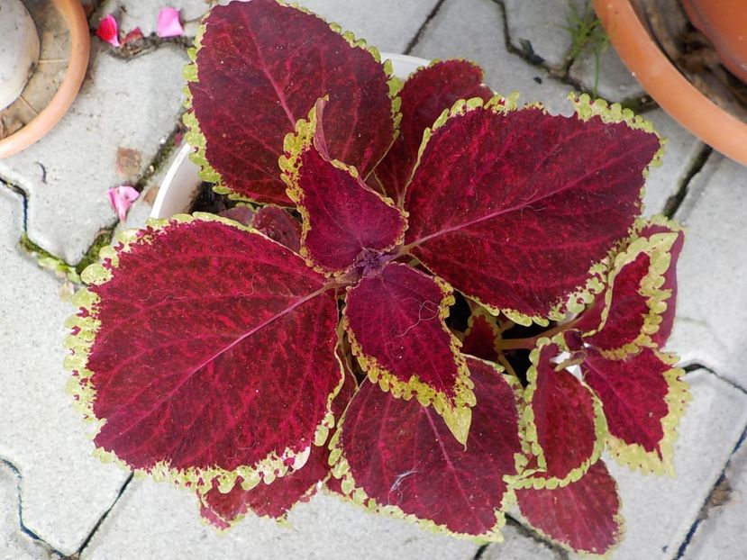  - coleus