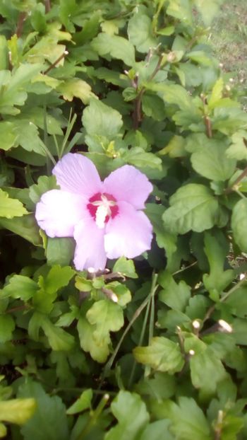 IMG-20180701-WA0108 - Parcul Viva