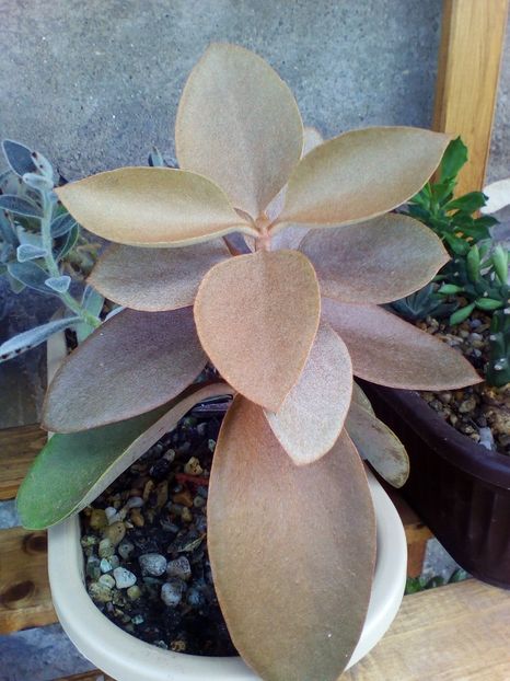  - plantutele mele