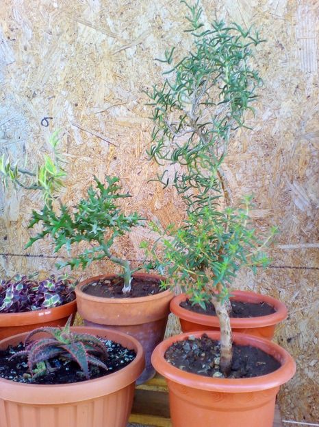  - plantutele mele