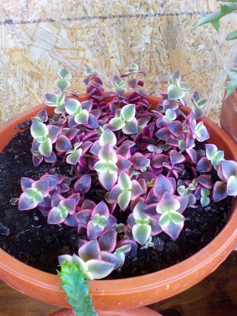  - plantutele mele