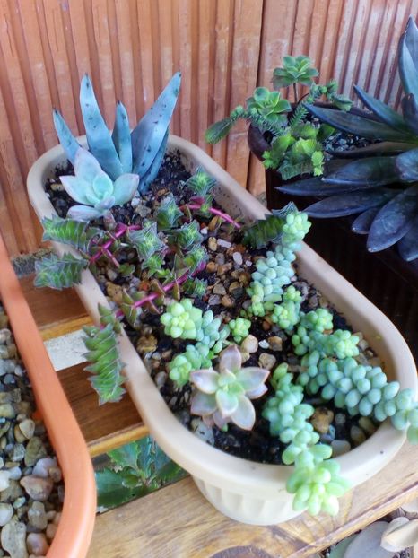  - plantutele mele