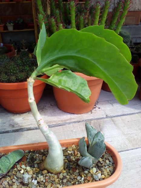  - plantutele mele