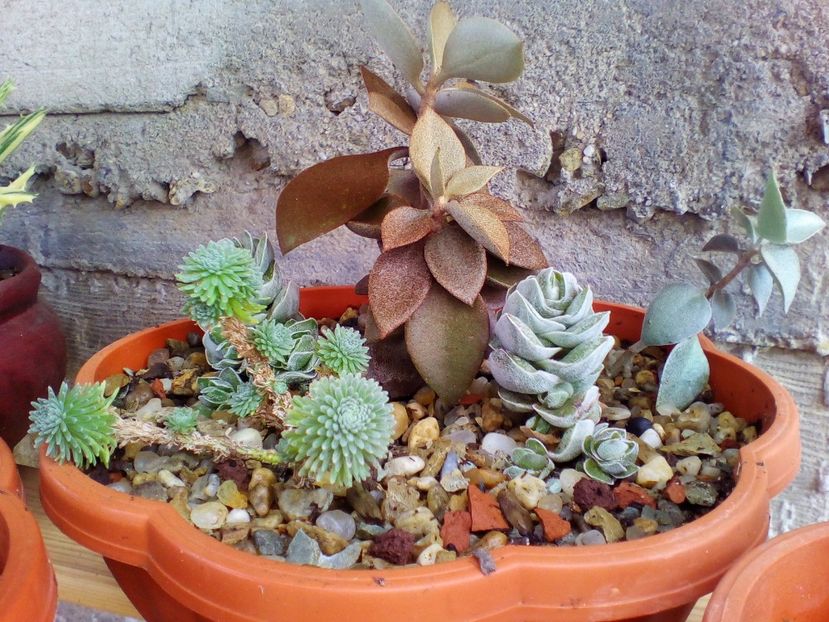  - plantutele mele