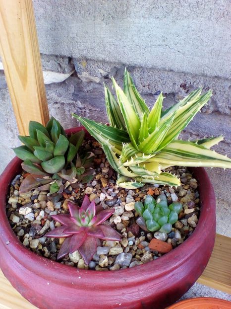  - plantutele mele