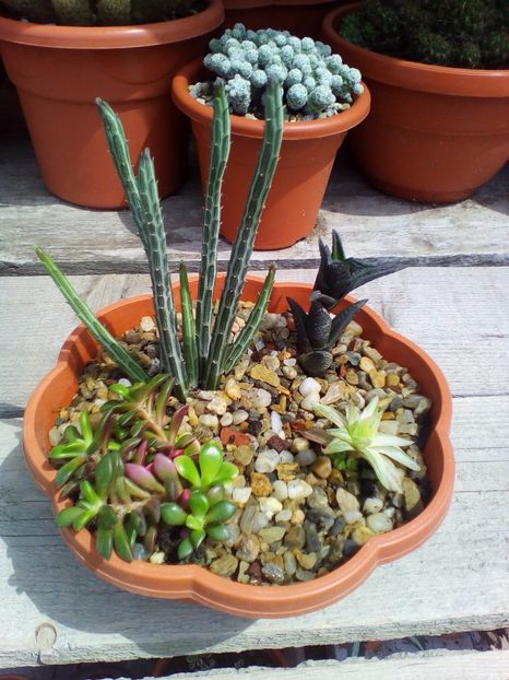  - plantutele mele