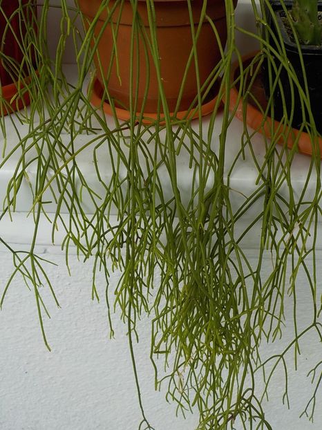  - rhipsalis baccifera