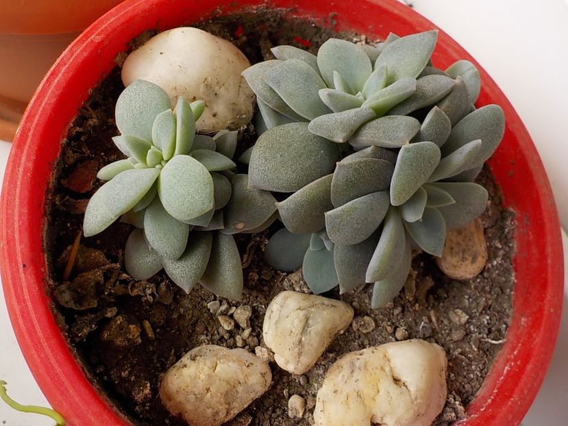  - Genul Graptopetalum