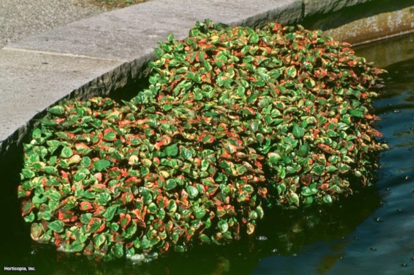 Houttuynia c.Chameleon aranjament iaz - Houttunya cordata Chameleon