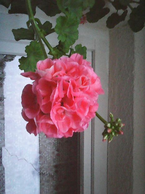 Photo8614 - Balconul meu 2018
