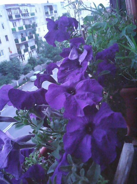 Photo8615 - Balconul meu 2018