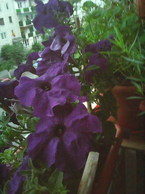 Photo8616 - Balconul meu 2018