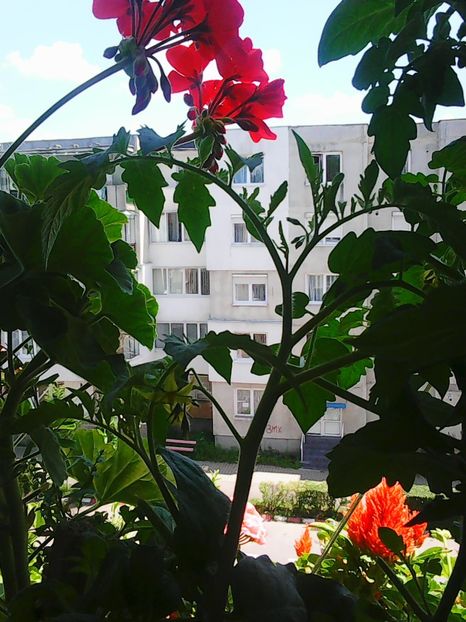 Photo8625 - Balconul meu 2018