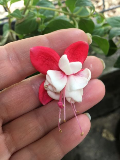 Mat busby - Fucsii 2018