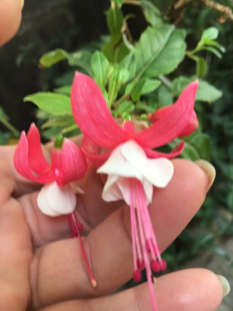 necunoscut - Fucsii 2018