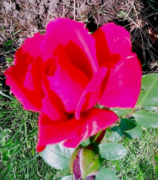 Nuovo_1_Photo8501 - Gradinuta mea 2018