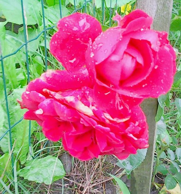 Nuovo_1_Photo8671 - Gradinuta mea 2018