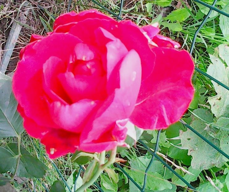 Nuovo_1_Photo8685 - Gradinuta mea 2018