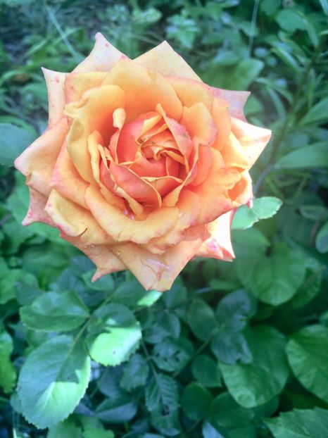 Cherry brandy - Trandafiri 2018 ll