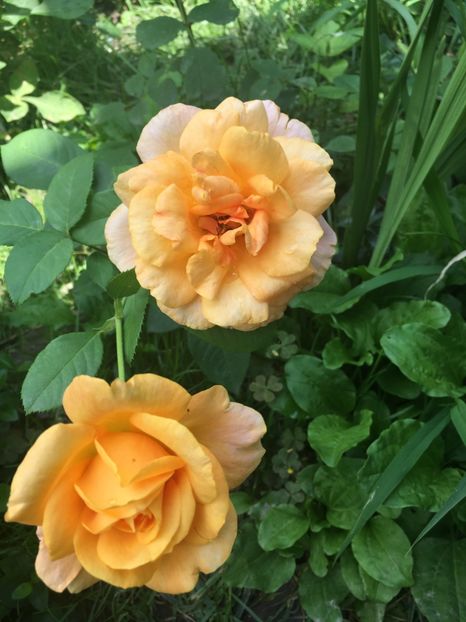 Remy martin - Trandafiri 2018 ll