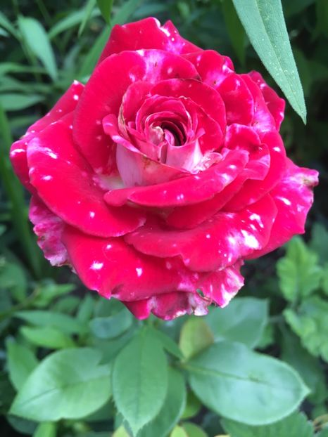 Osiria bulgaria - Trandafiri 2018 ll