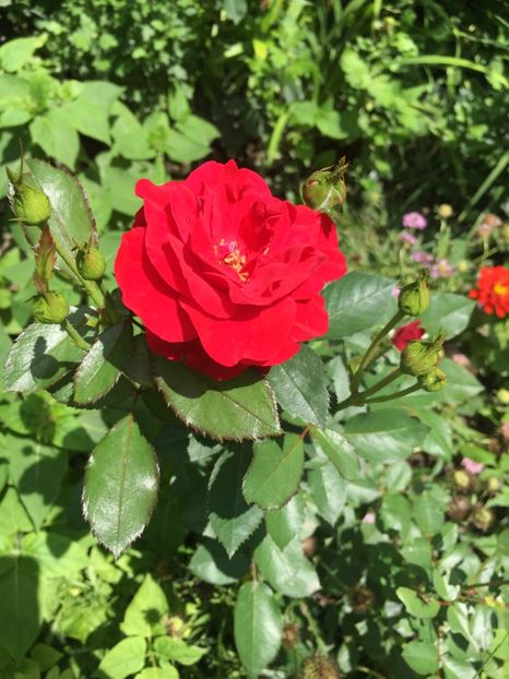 Osiria gradinamax - Trandafiri 2018 ll