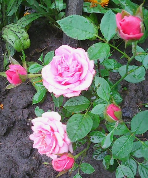 Nuovo_1_Photo8670 - Gradinuta mea 2018